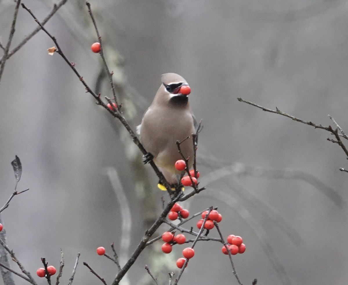 Jaseur d'Amérique - ML645671426