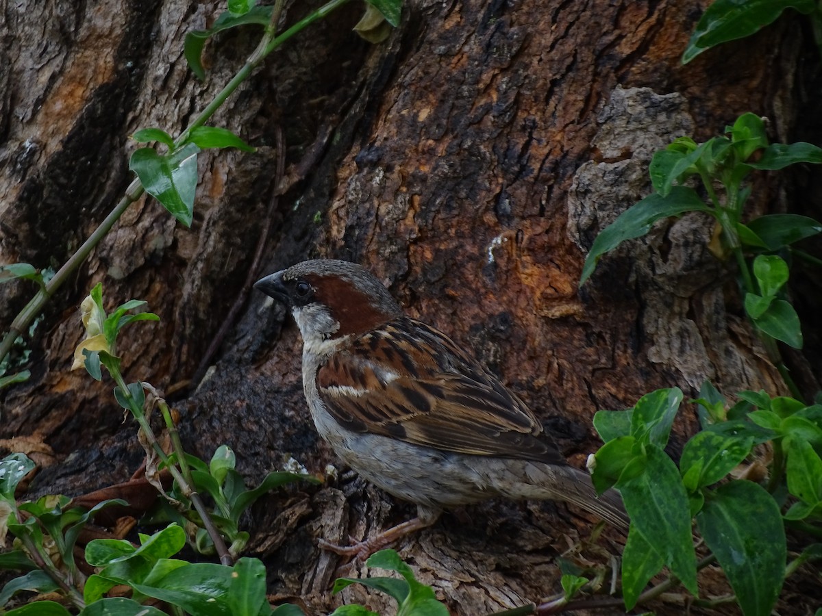 House Sparrow - ML645671429