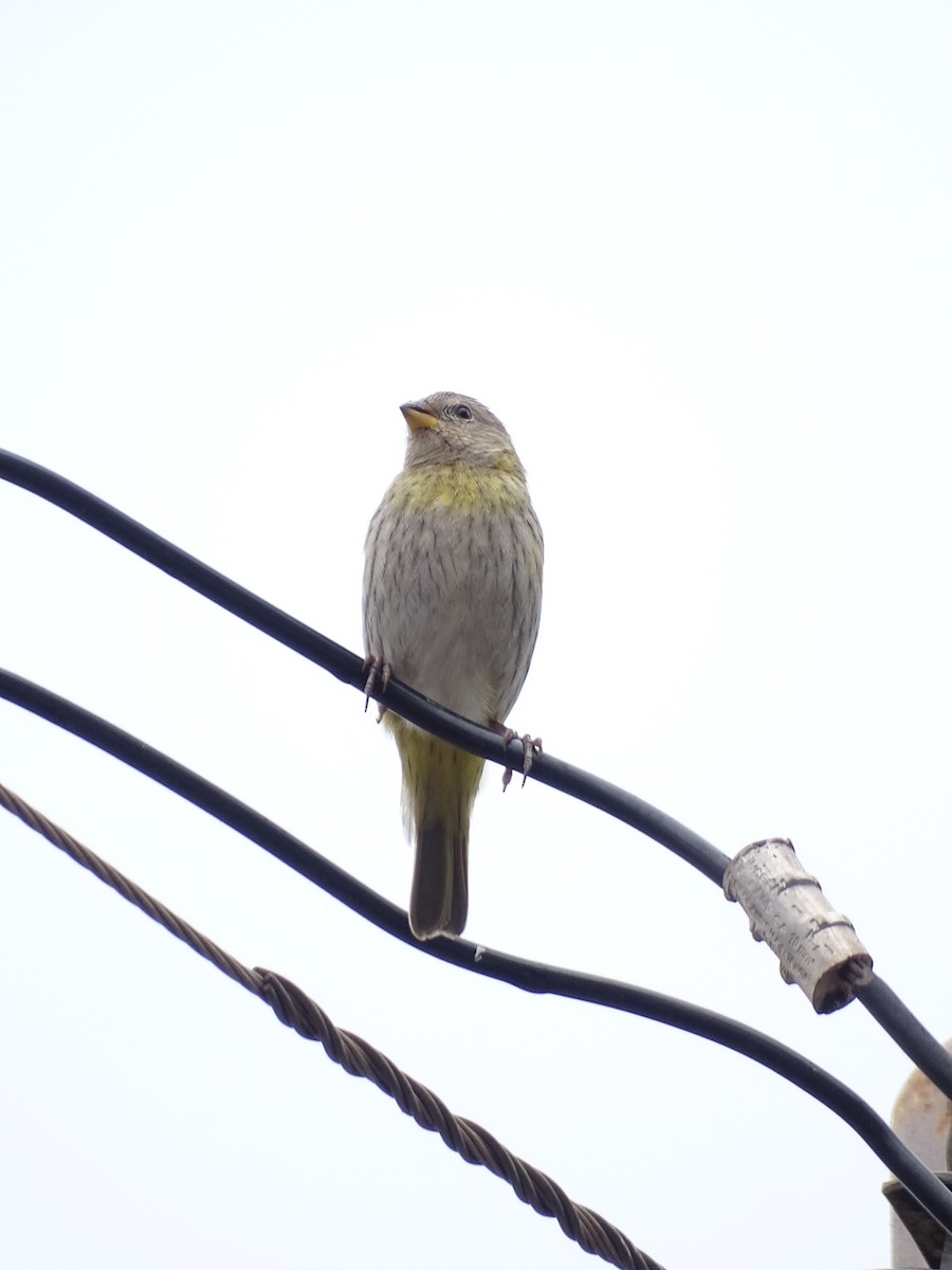 Saffron Finch - ML645671436
