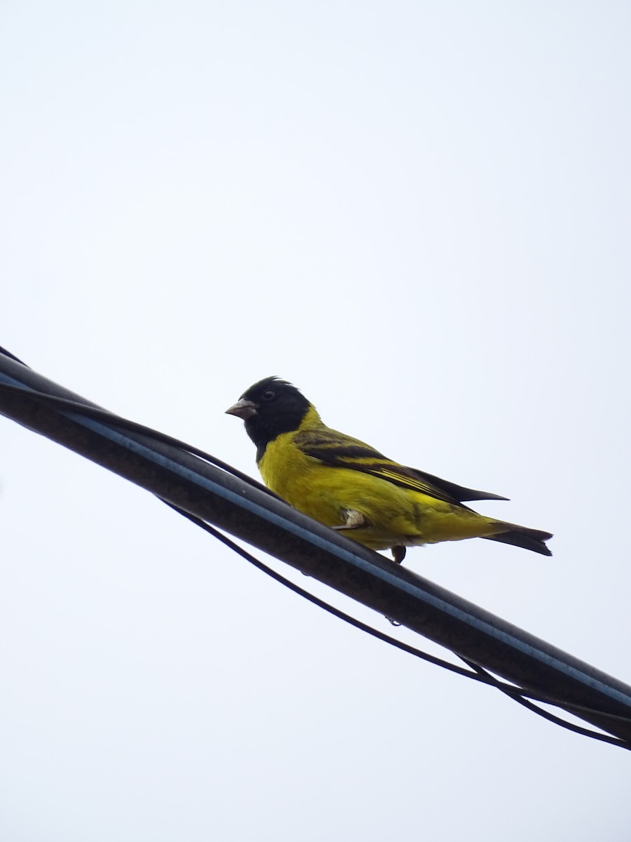 čížek jihoamerický - ML645671444