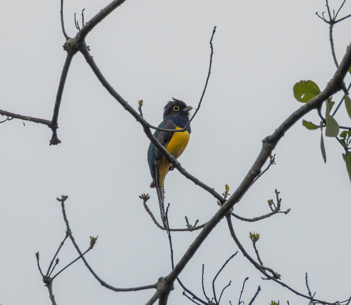 Gartered Violaceous Trogon - ML645671449