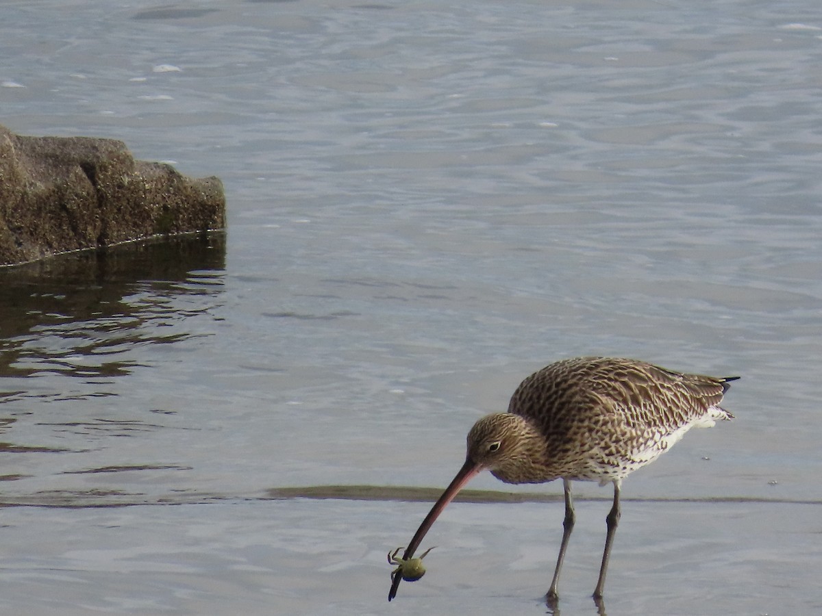 Eurasian Curlew - ML645671475