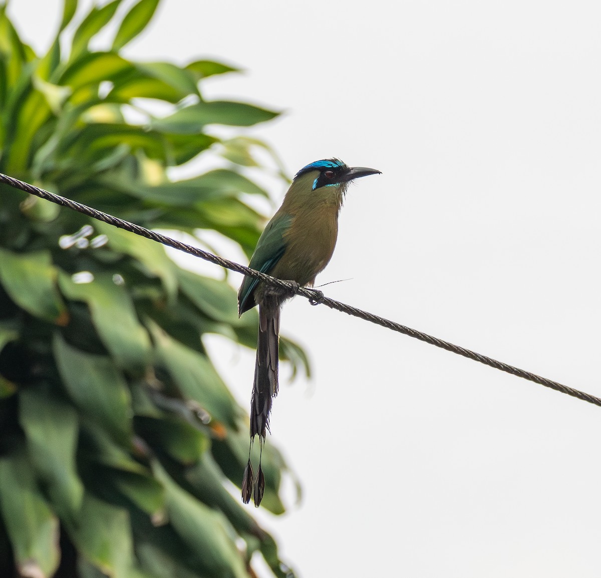 Lesson's Motmot - ML645671476