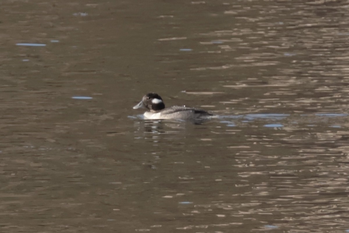 Bufflehead - ML645671480
