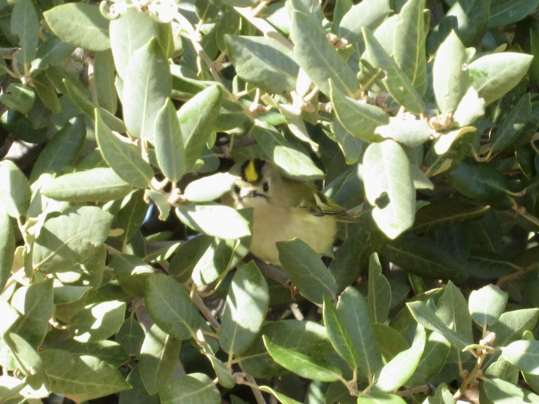 Goldcrest - ML645671487