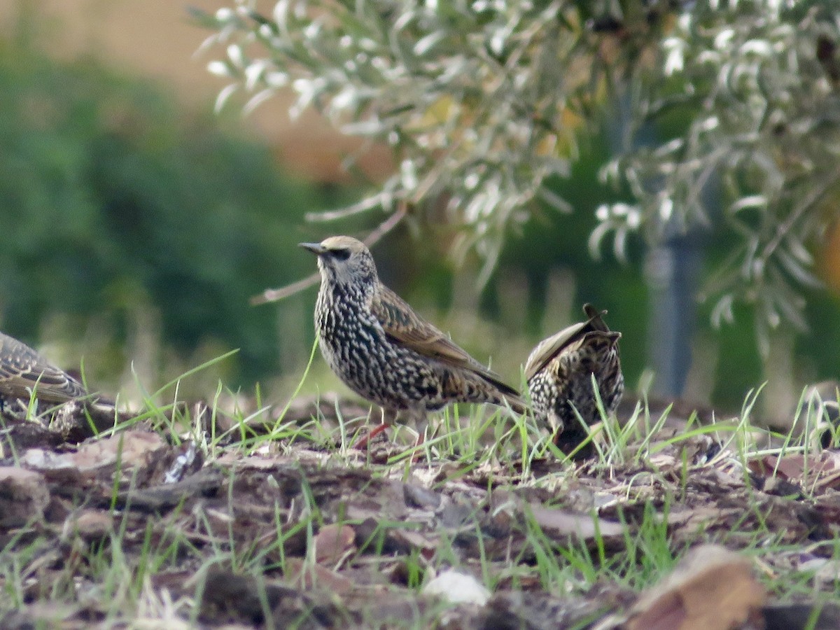 European Starling - ML645671493