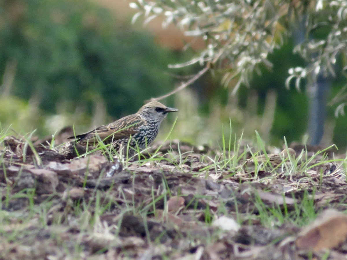 European Starling - ML645671494