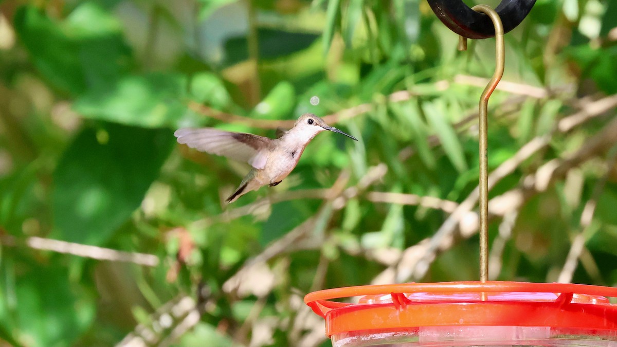 Black-chinned Hummingbird - ML645671499