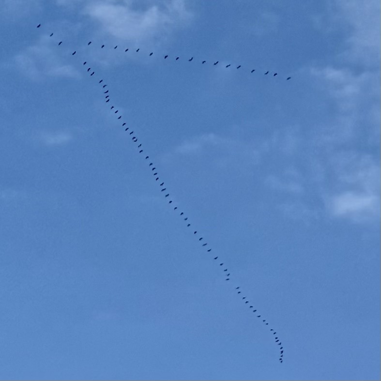 Canada Goose - ML645671500