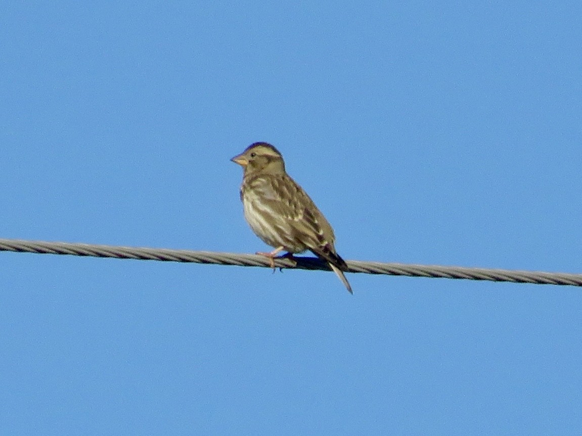 Rock Sparrow - ML645671508
