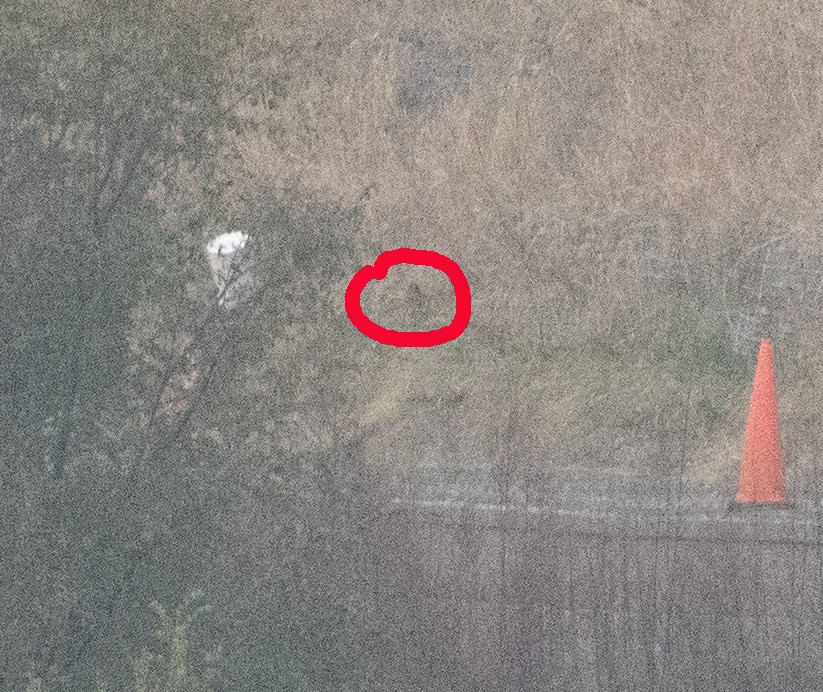 owl sp. - ML645671511