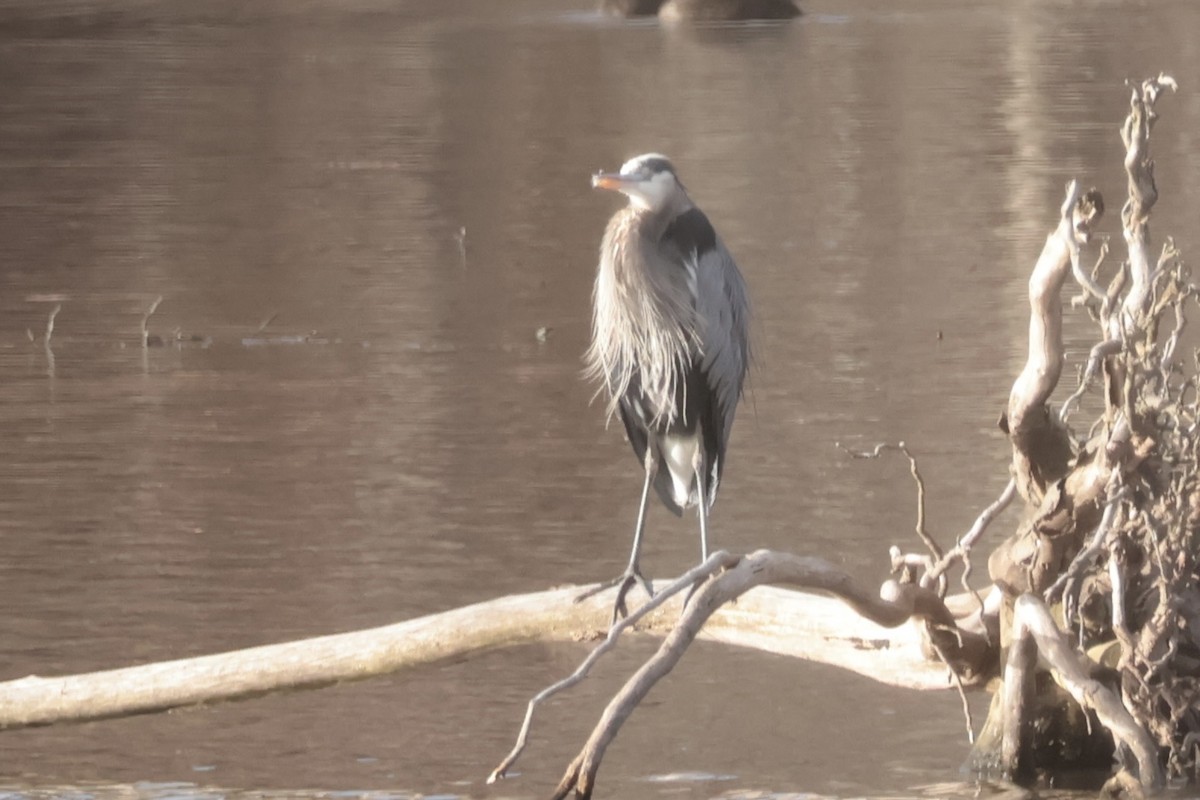 Great Blue Heron - ML645671516