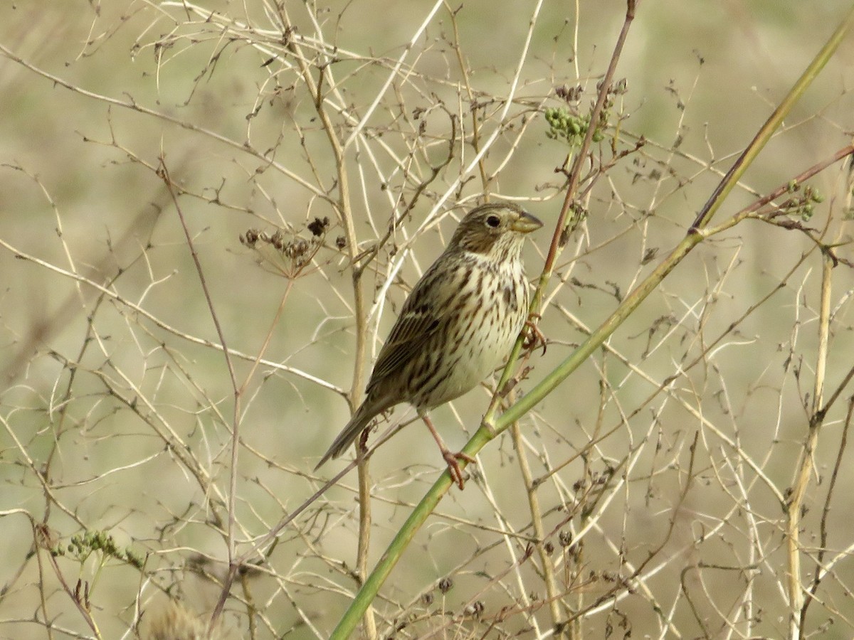 Corn Bunting - ML645671519