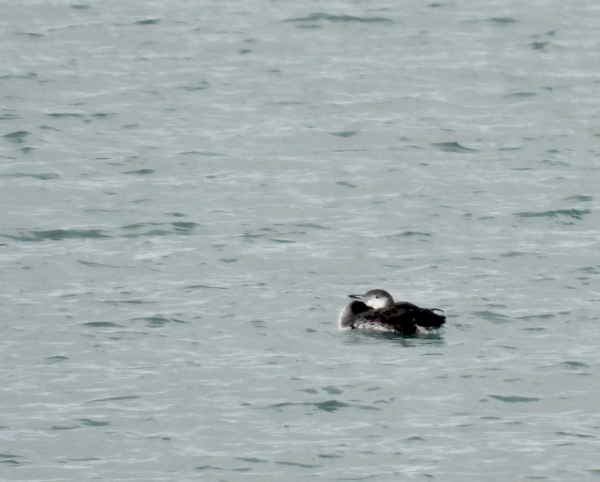 Common Loon - ML645671528