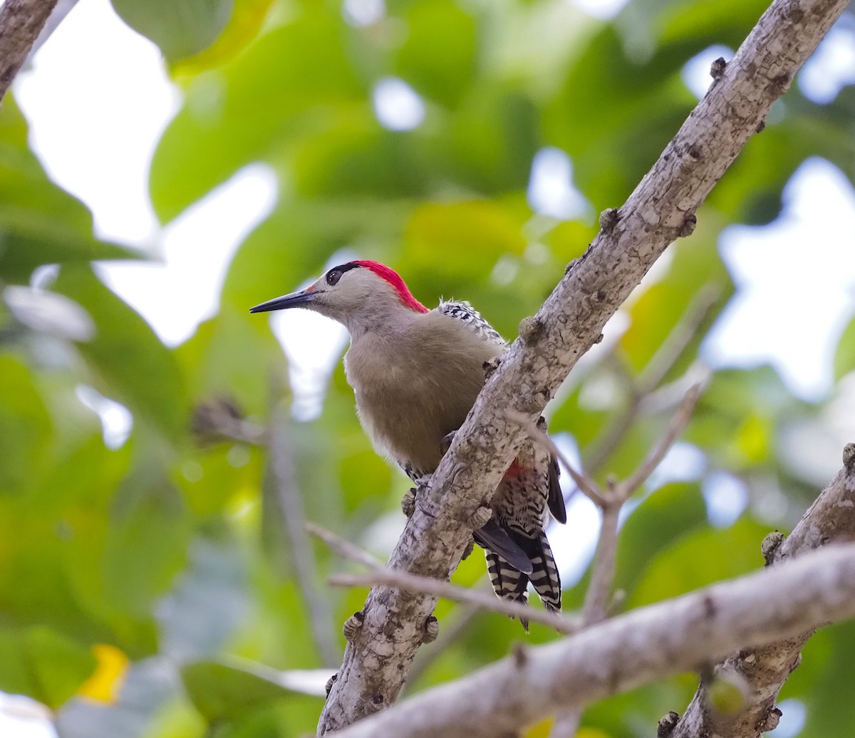 West Indian Woodpecker - ML645671544