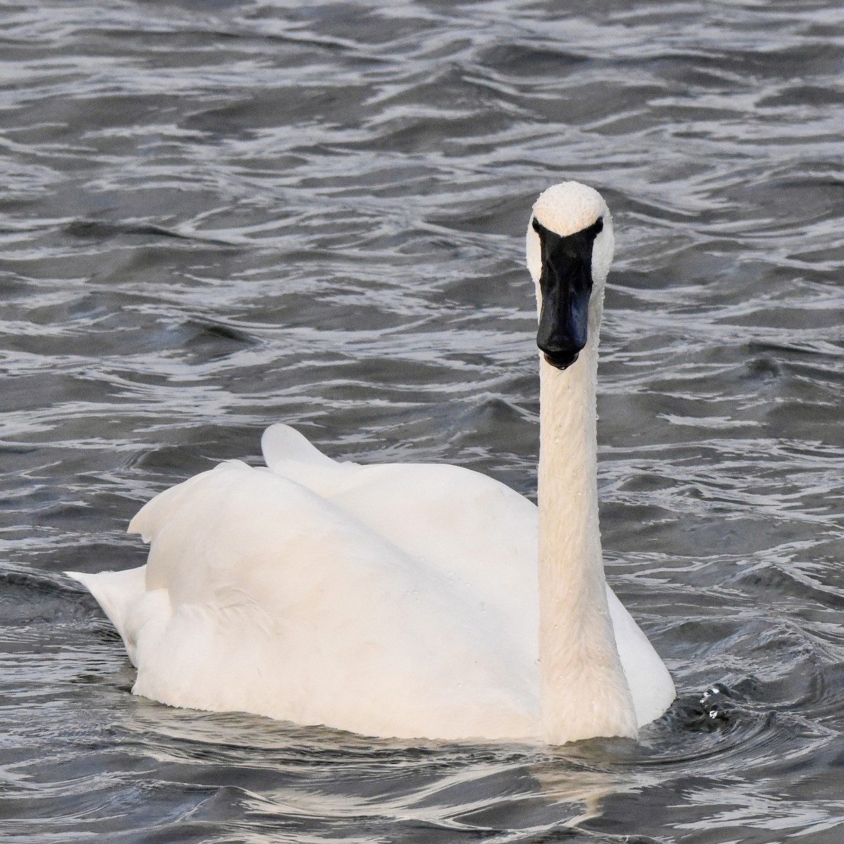 Trumpeter Swan - ML645671559