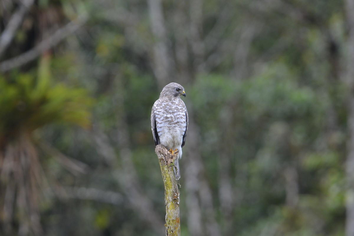 Broad-winged Hawk - ML645671561
