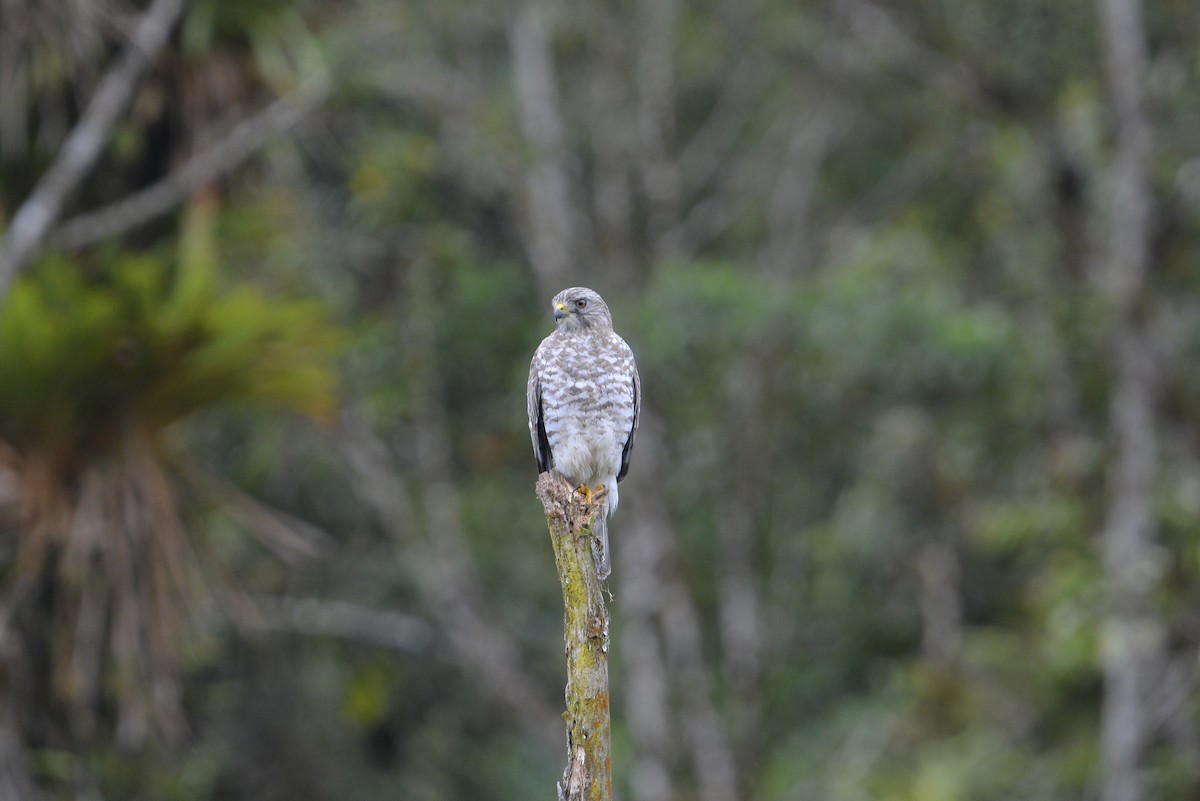 Broad-winged Hawk - ML645671562
