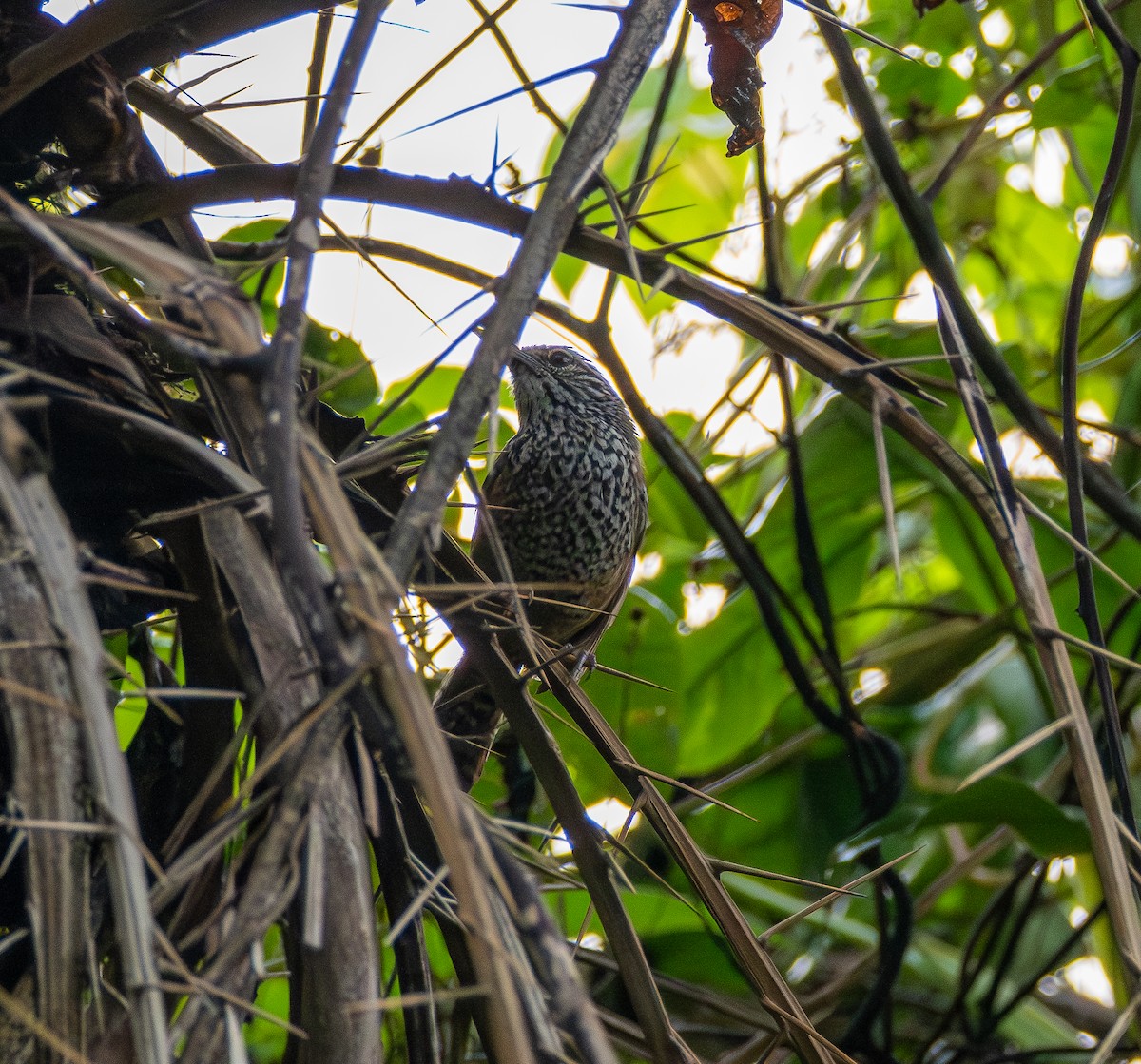 Spot-breasted Wren - ML645671573