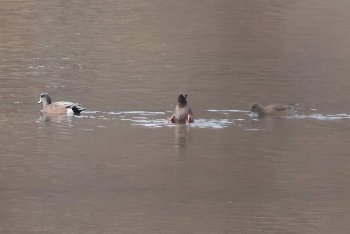 American Wigeon - ML645671577