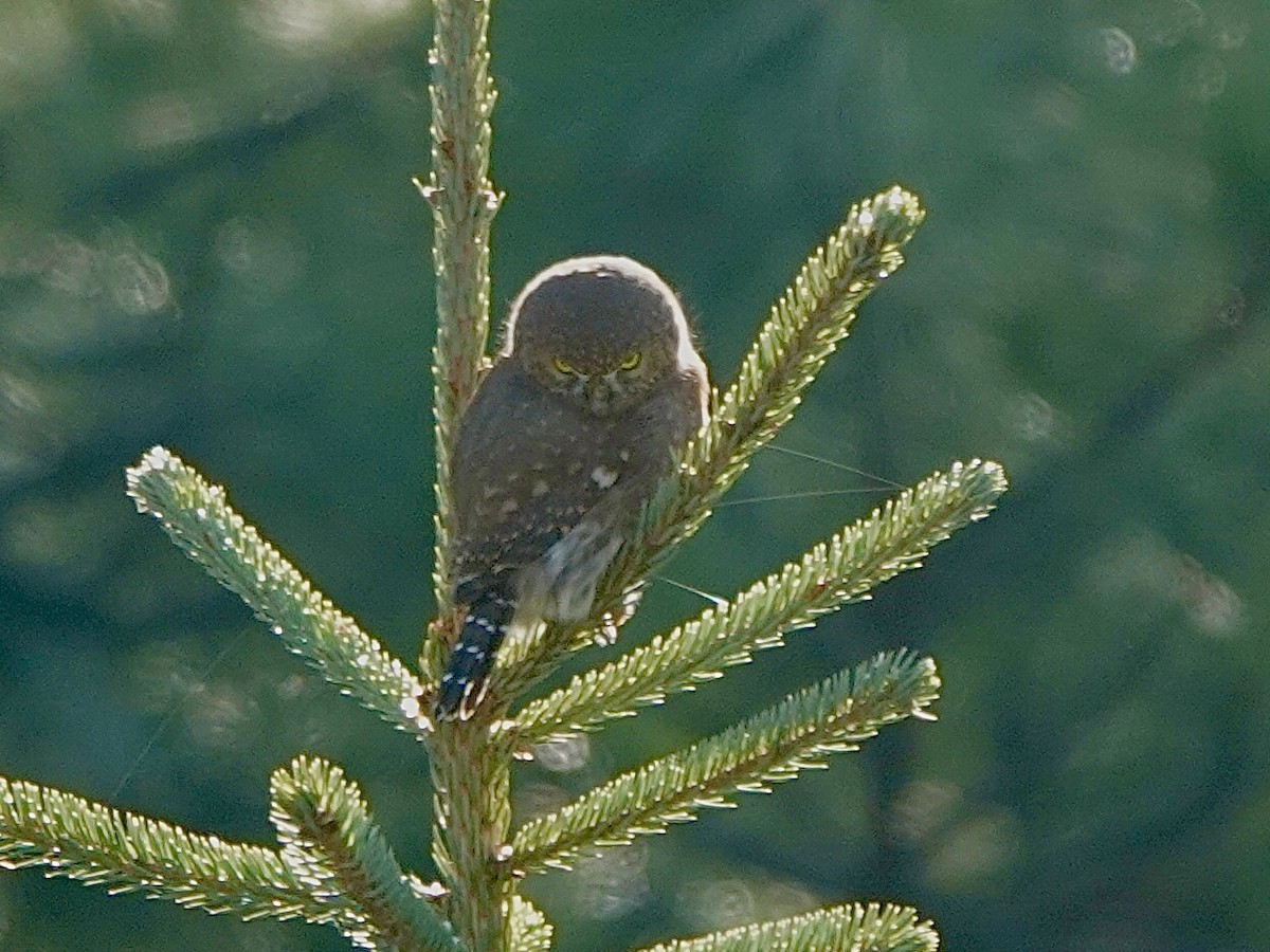 Northern Pygmy-Owl - ML645671581