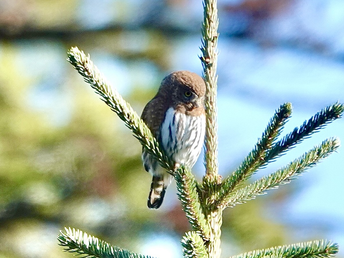 Northern Pygmy-Owl - ML645671582