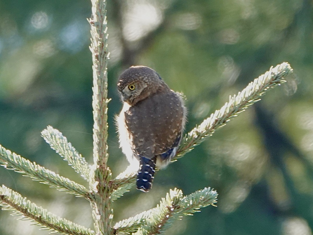 Northern Pygmy-Owl - ML645671583