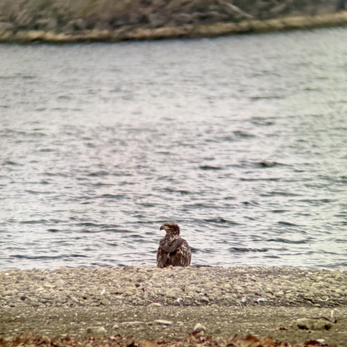 Bald Eagle - ML645671584