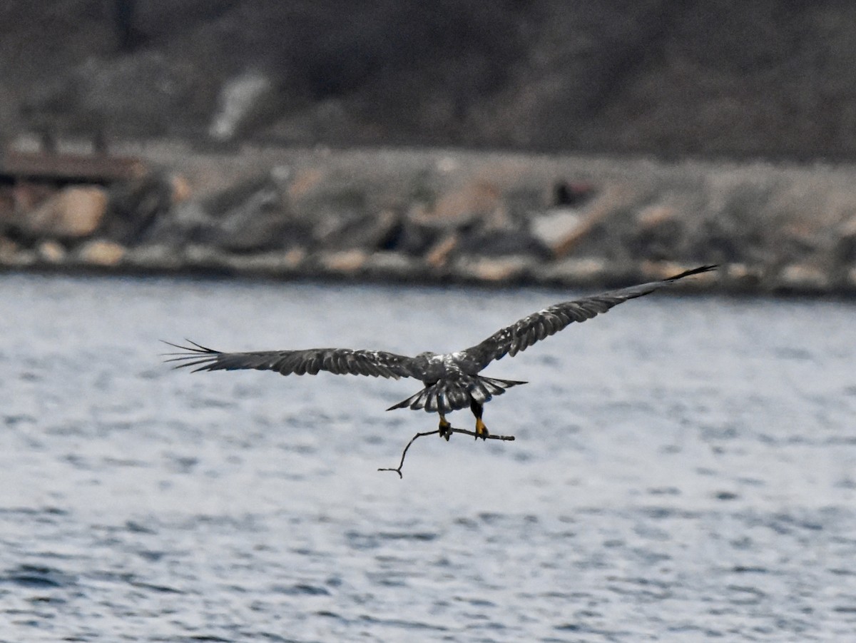 Bald Eagle - ML645671585