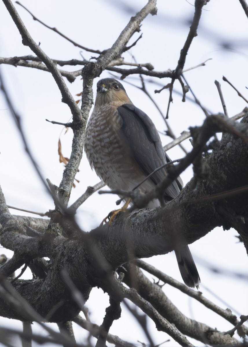 Sharp-shinned Hawk - ML645671590