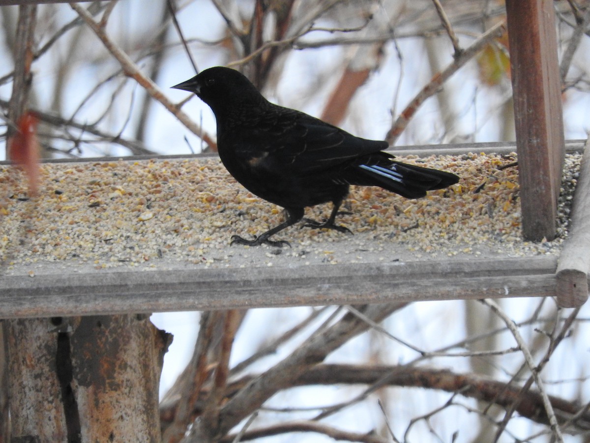 Red-winged Blackbird - ML645671591