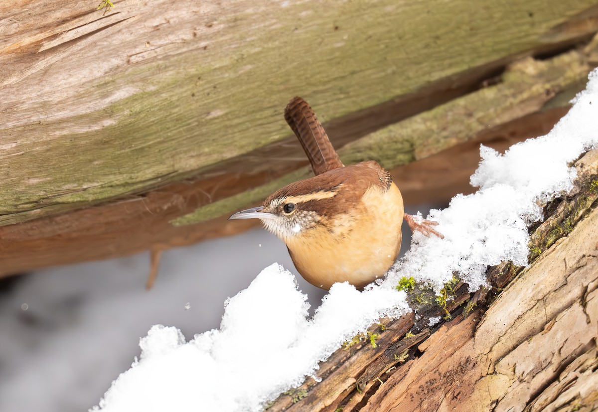 Carolina Wren - ML645671593