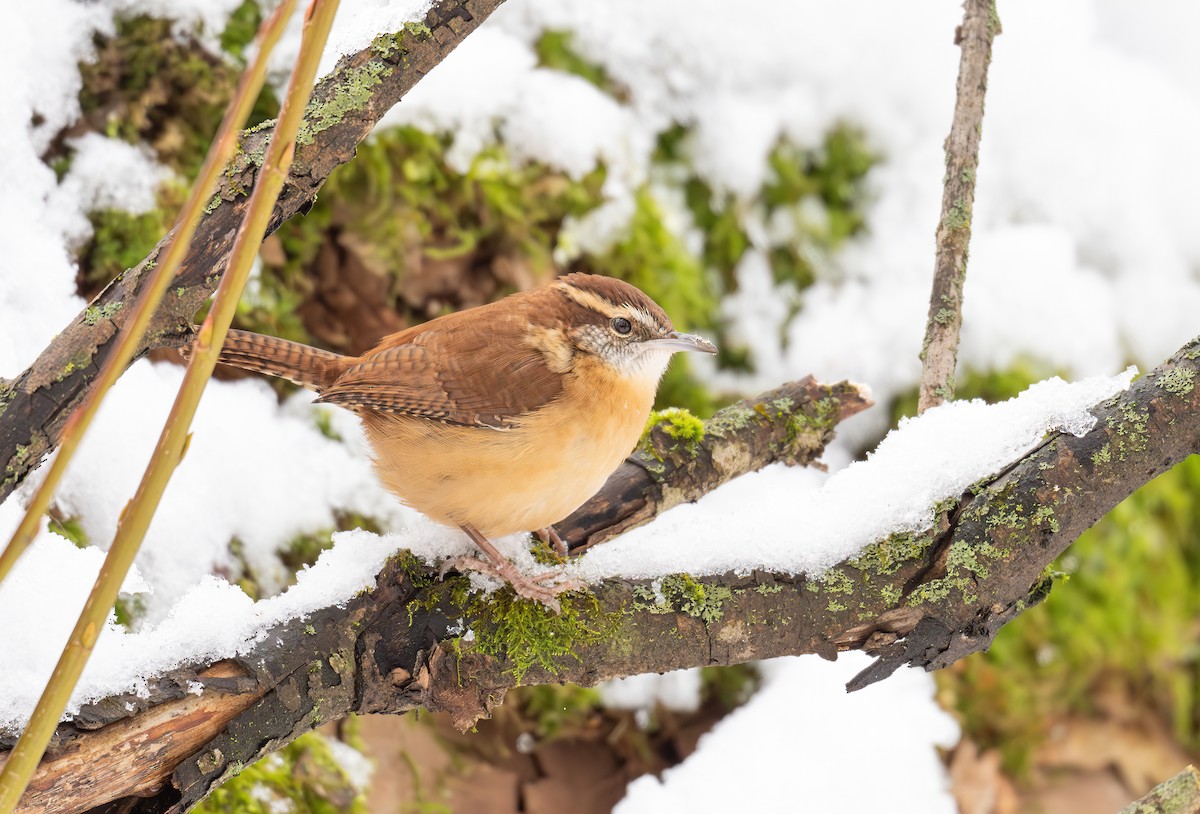 Carolina Wren - ML645671594