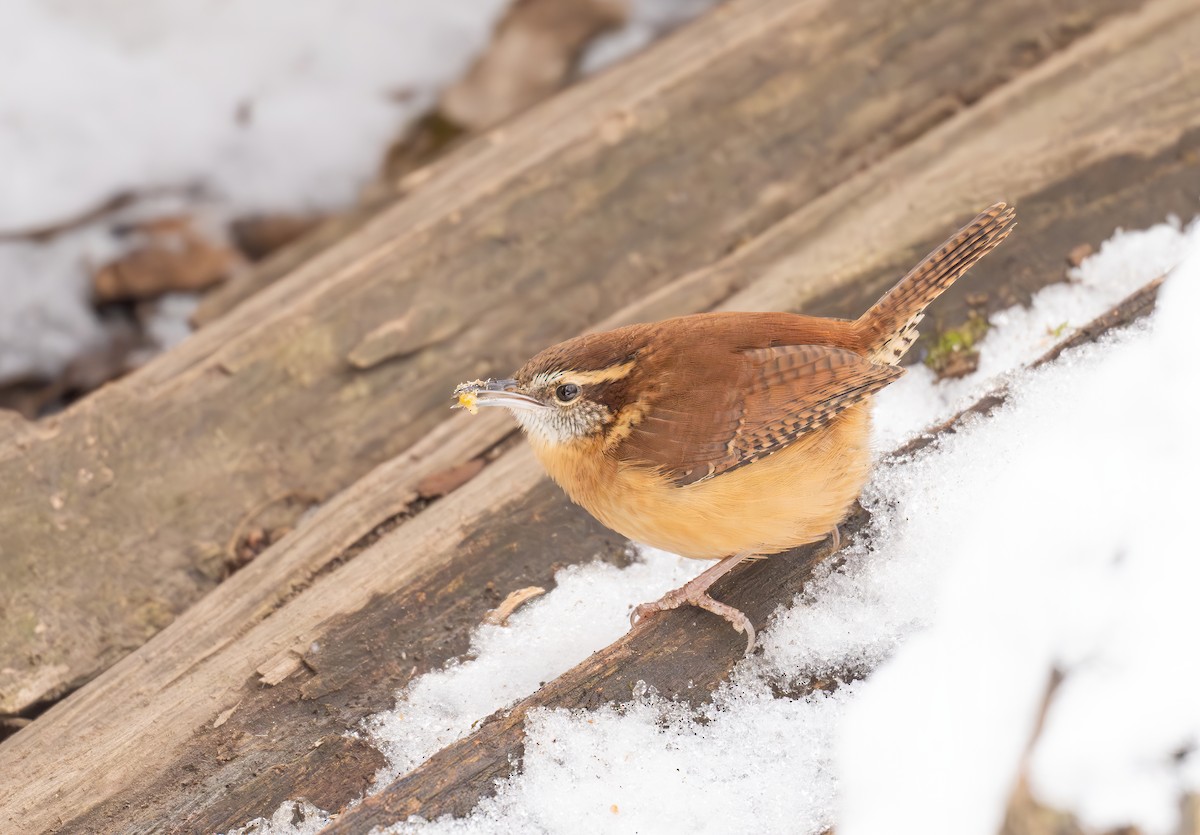 Carolina Wren - ML645671595