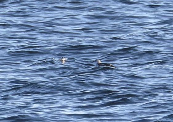 alkoun obecný - ML645671609