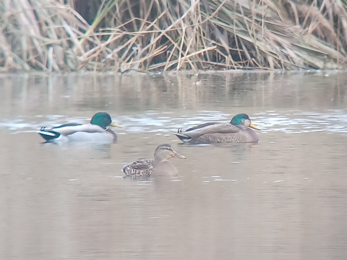 Mallard x American Black Duck (hybrid) - ML645671611