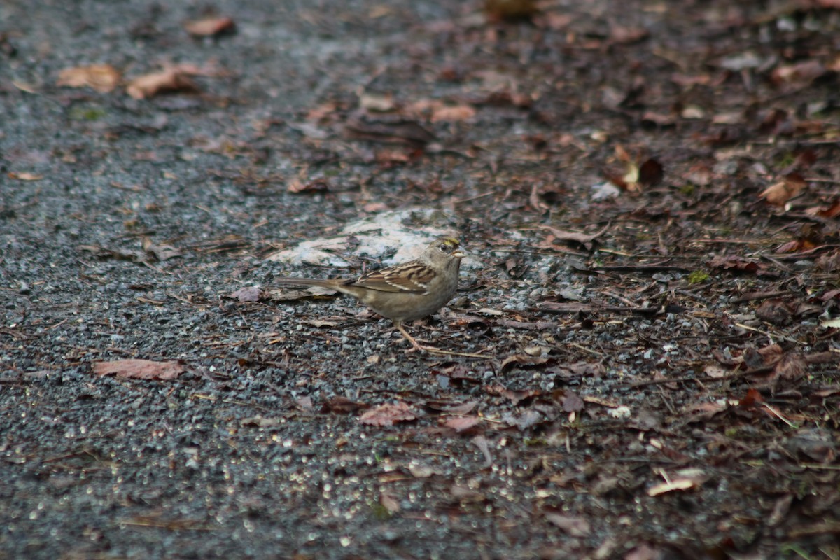 Golden-crowned Sparrow - ML645671613