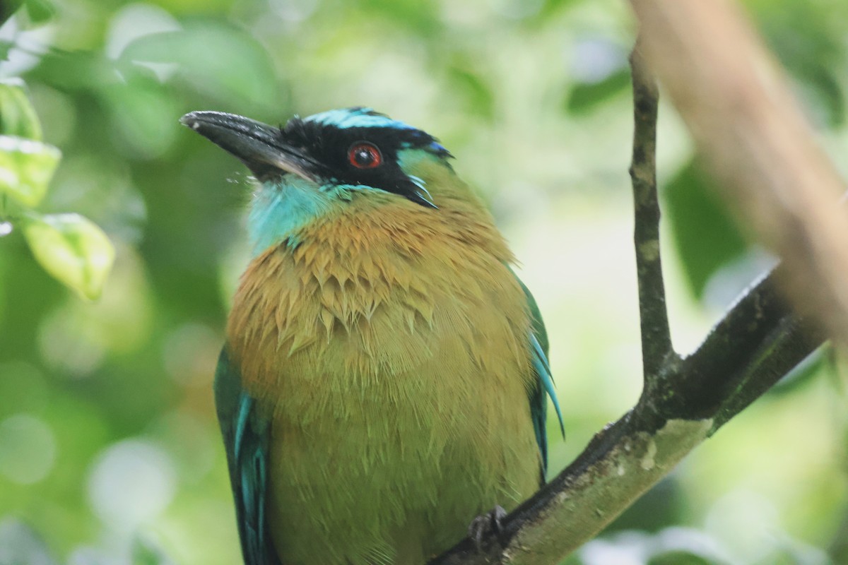 Lesson's Motmot - ML645671621