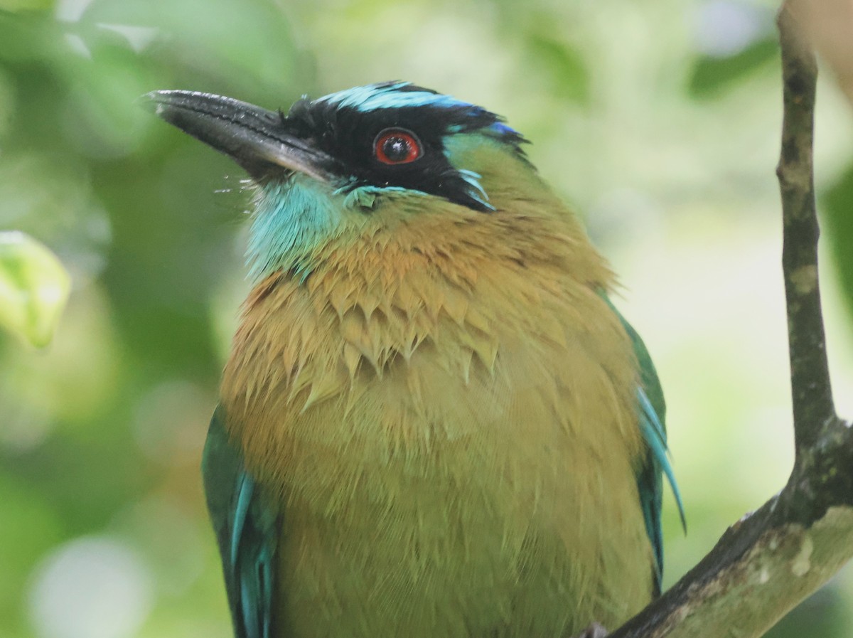 Lesson's Motmot - ML645671622