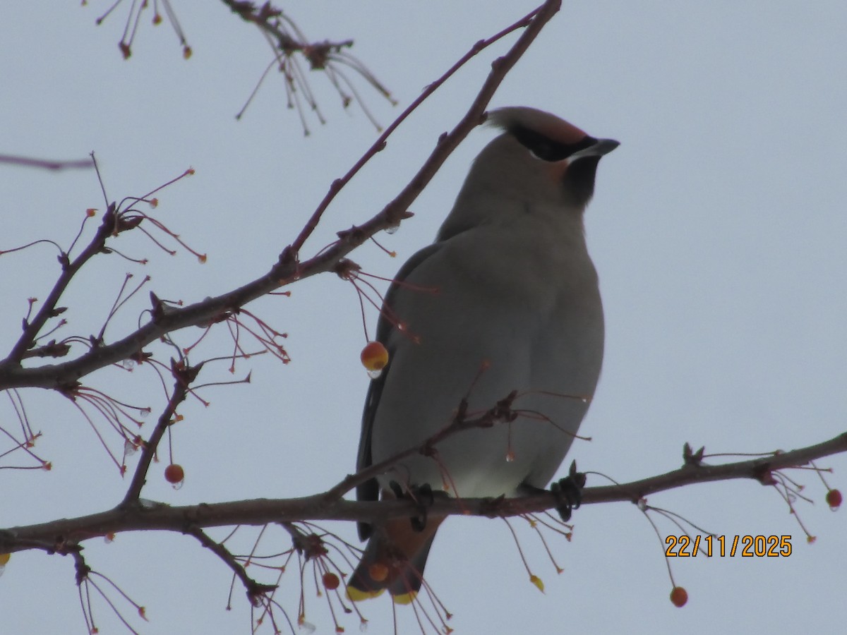 Buztanori boreala - ML645671623