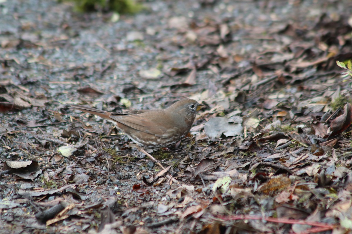 Fox Sparrow (Sooty) - ML645671626