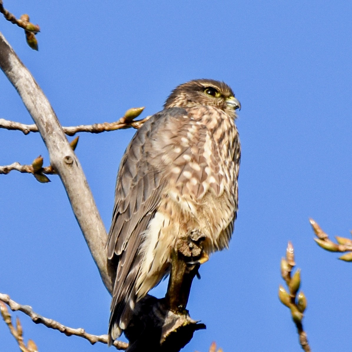 Merlin - ML645671628