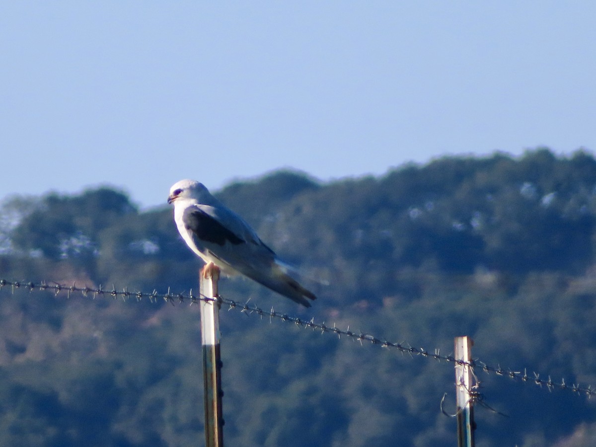 White-tailed Kite - ML645671629