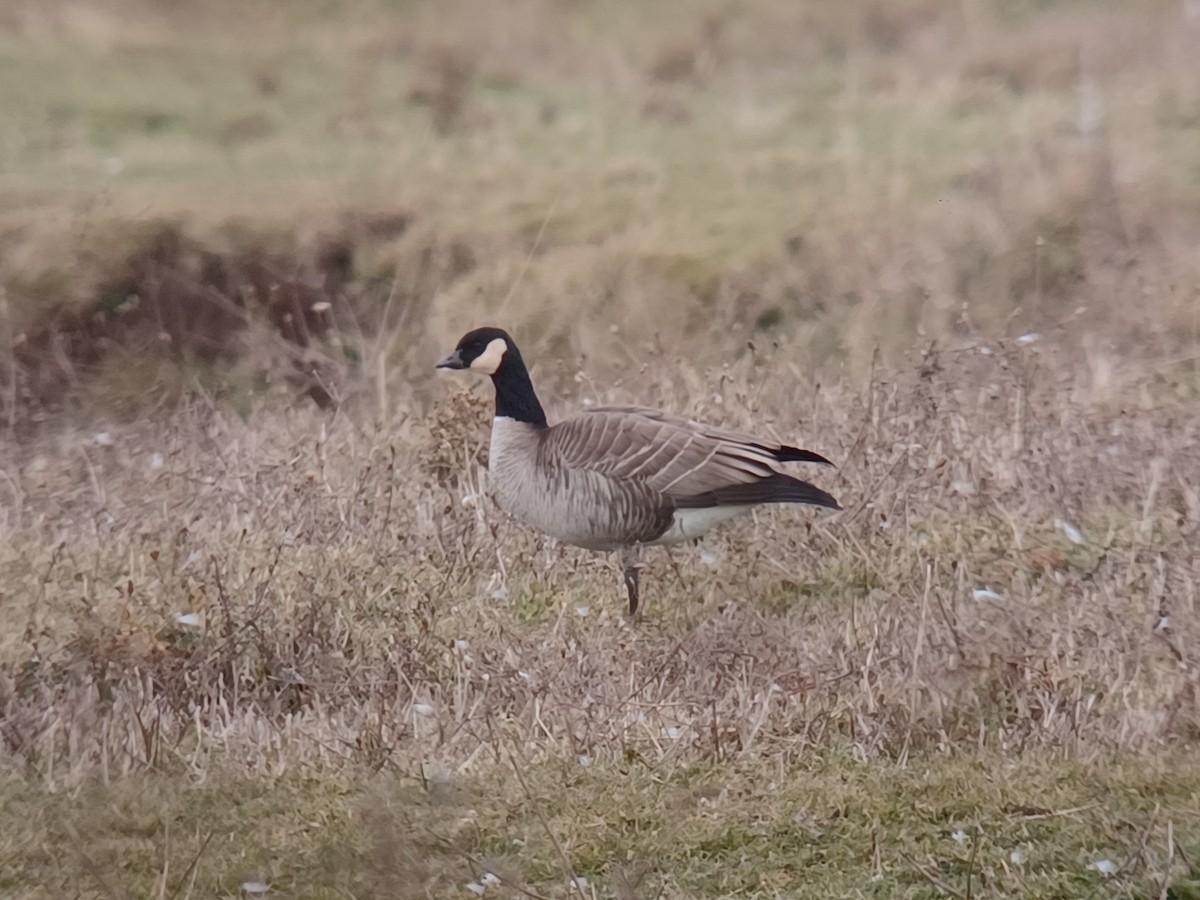 小加拿大雁 - ML645671632