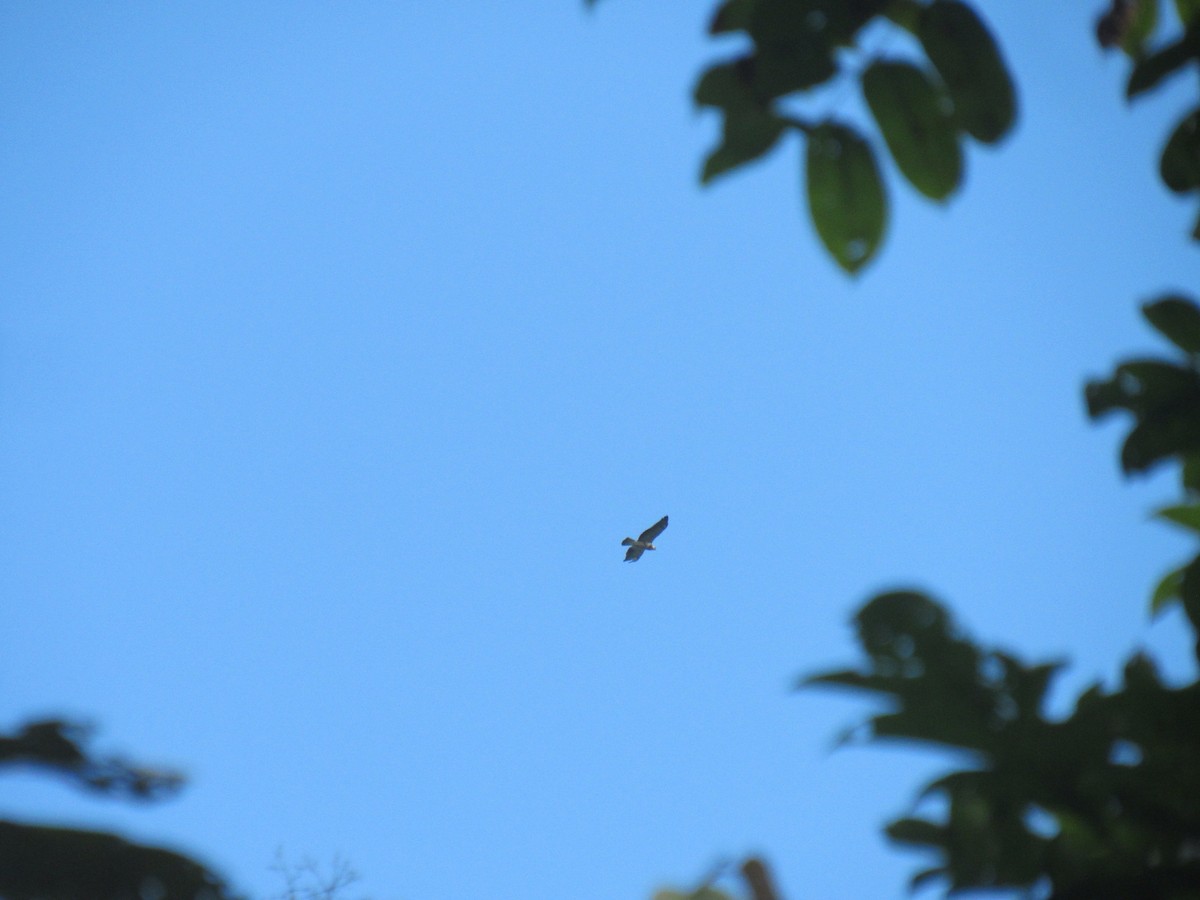 Swainson's Hawk - ML645671633