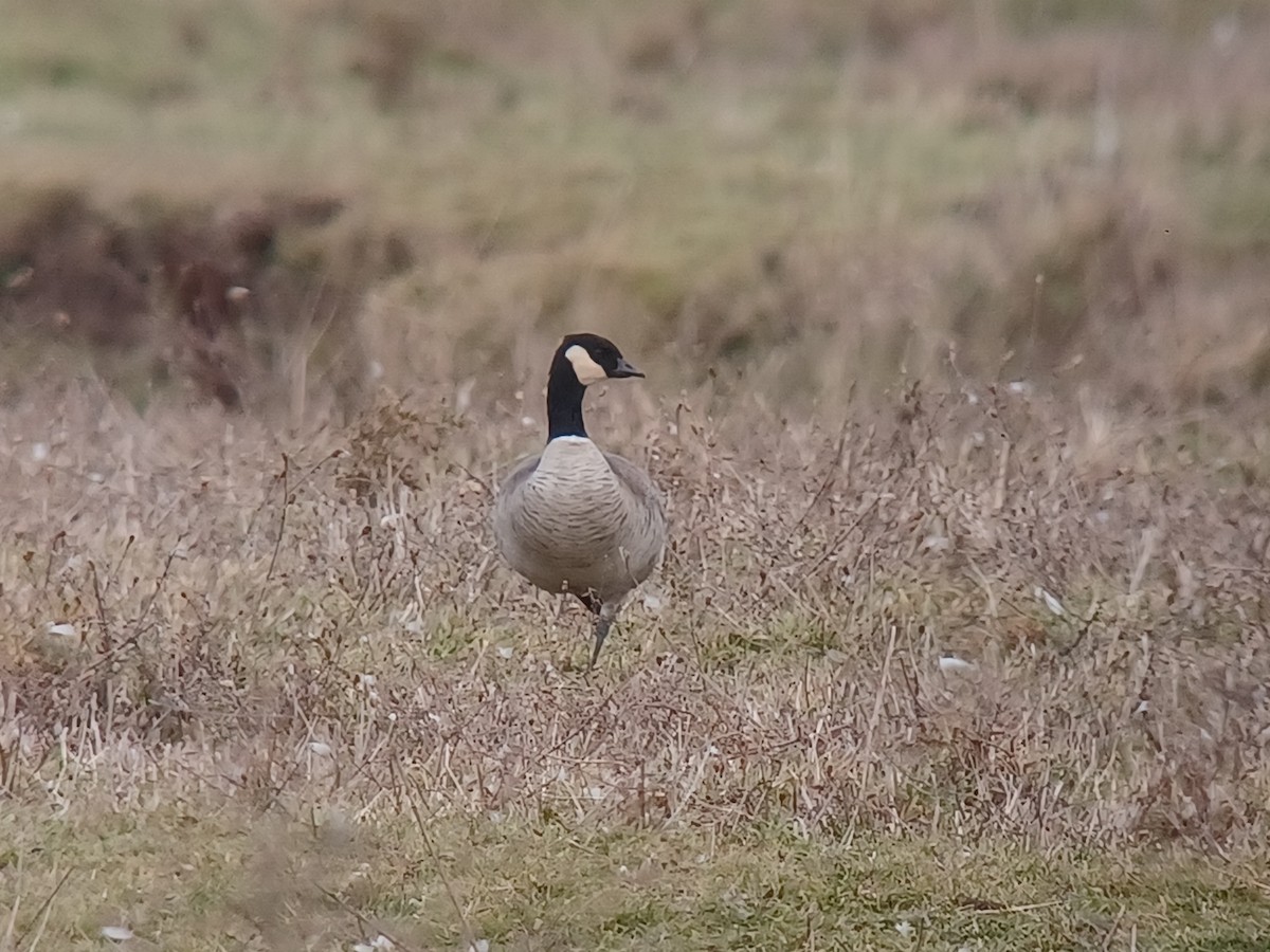 小加拿大雁 - ML645671634