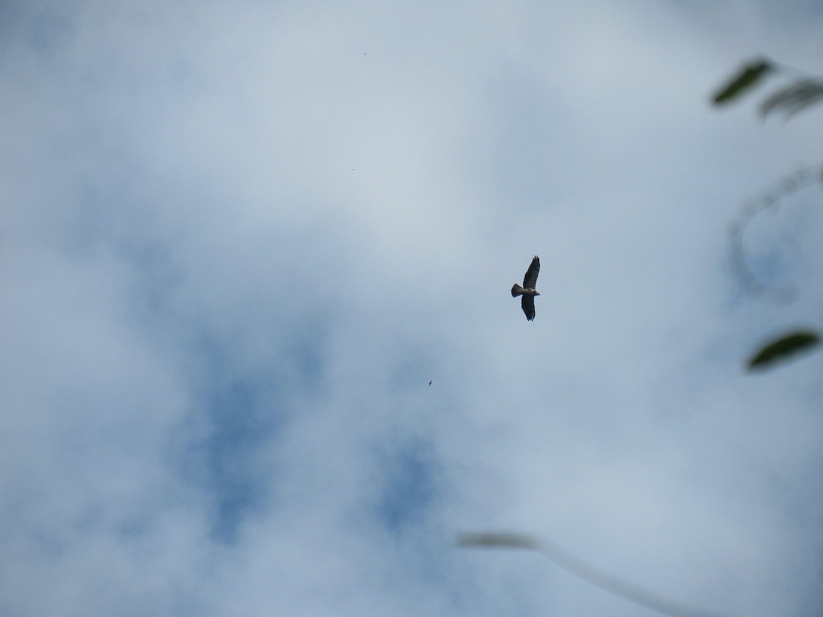 Swainson's Hawk - ML645671635
