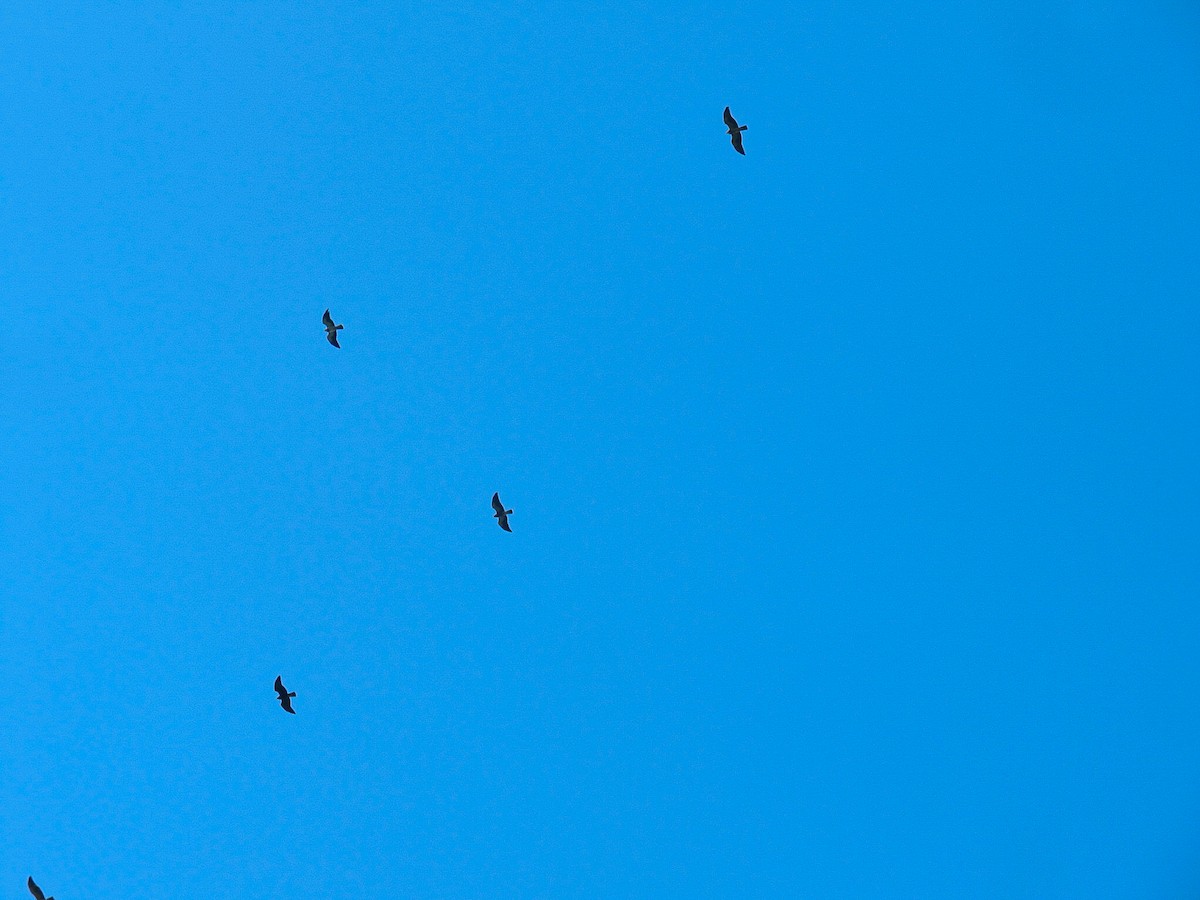 Swainson's Hawk - ML645671636