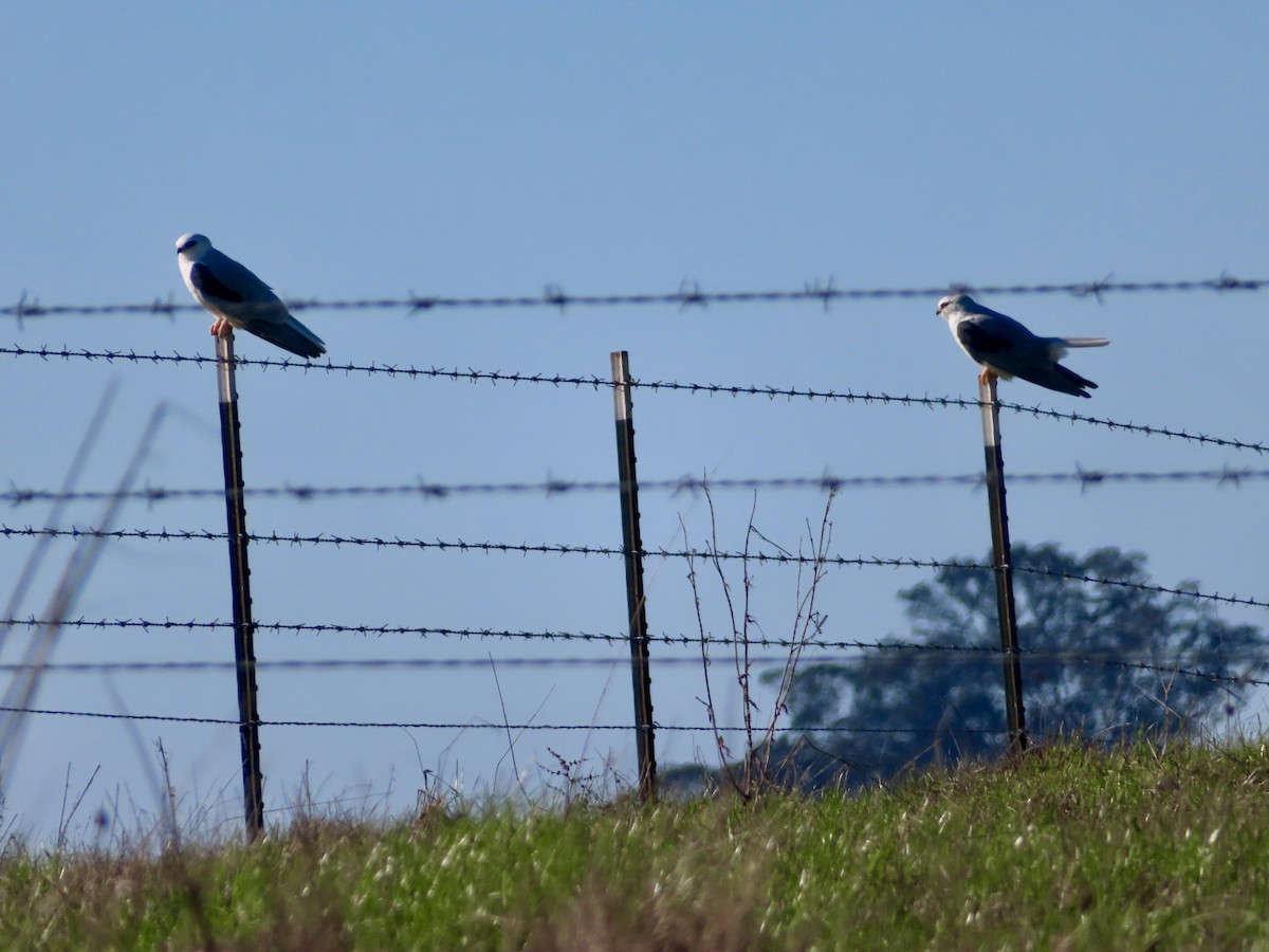 White-tailed Kite - ML645671641