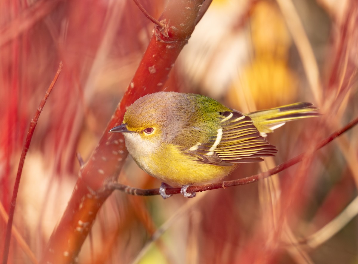 White-eyed Vireo - ML645671642